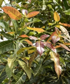 2 Packs White Fig Tree Seeds 40 Seeds Ficus virens Ornamental Tropical Plant