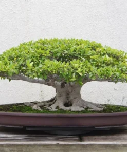 2 Packs White Fig Tree Seeds 40 Seeds Ficus virens Ornamental Tropical Plant