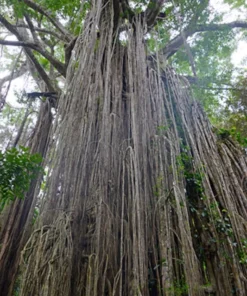 2 Packs White Fig Tree Seeds 40 Seeds Ficus virens Ornamental Tropical Plant