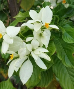 2 Packs of Mussaenda Seeds - Rare Tropical Shrub - 40 Seeds Total - Garden Plants