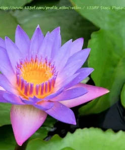20 Blue Star Water Lily Seeds - Nymphaea nouchali stellata - Aquatic Plant