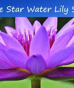 20 Blue Star Water Lily Seeds - Nymphaea nouchali stellata - Aquatic Plant