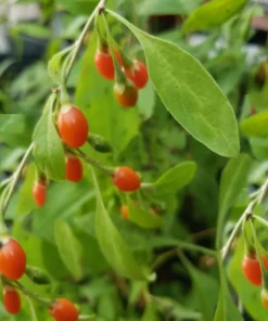 20 Goji Berry Seeds - Wolfberry - Lycium barbarum - Container Plant - Tropical Seeds