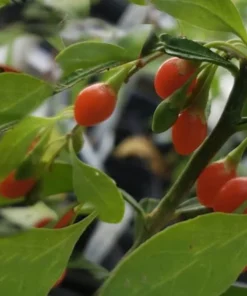 20 Goji Berry Seeds - Wolfberry - Lycium barbarum - Container Plant - Tropical Seeds