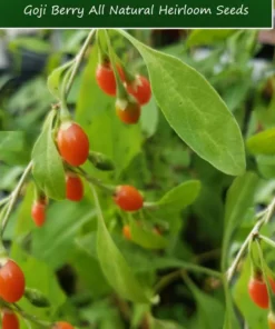20 Goji Berry Seeds - Wolfberry - Lycium barbarum - Container Plant - Tropical Seeds