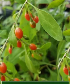 20 Goji Berry Seeds - Wolfberry - Lycium barbarum - Container Plant - Tropical Seeds