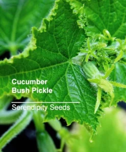 20 Heirloom Bush Pickle Cucumber Seeds - Compact, Green, Non-GMO