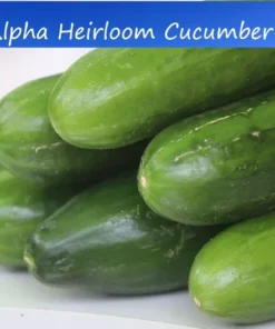 20 Heirloom Cucumber Seeds - Beit Alpha - Great Slicing Variety - Non-GMO