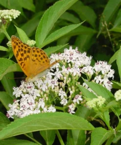 20 Heirloom Flower Seeds White Swamp Milkweed Asclepias incarnata Annual Perennial