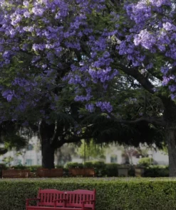 20 Heirloom Jacaranda Tree Seeds | Purple Blossoms | Non-GMO | Tropical Seeds