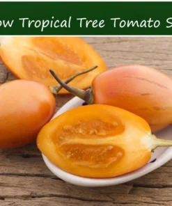 20 Heirloom Rare Yellow Tree Tomato Seeds - Container Gardening - Solanum Betacea