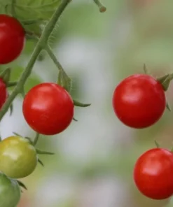 20 Heirloom Seeds Little Sweetie Tomato Seeds Sweet Flavor Red Fruits