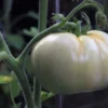 20 Heirloom Tomato Seeds - White Beauty Beefsteak Type - Creamy White - Non-GMO