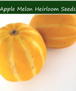 20 Heirloom Tropical Seeds - Apple Melon Wild Muskmelon - Sweet Aroma - Cucumis melo var dudaim