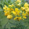 20 Heirloom Tropical Seeds Wild Sensitive Plant 20 Seeds Bright Yellow Flowers