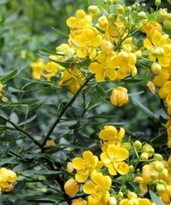 20 Heirloom Tropical Seeds Wild Sensitive Plant 20 Seeds Bright Yellow Flowers