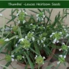 20 Herb Seeds Leucas aspera Thumbai - Ideal for Indoor & Outdoor Gardens