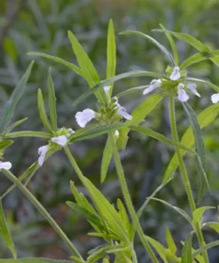 20 Herb Seeds Leucas aspera Thumbai - Ideal for Indoor & Outdoor Gardens