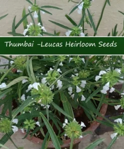 20 Herb Seeds Leucas aspera Thumbai - Ideal for Indoor & Outdoor Gardens