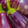 20 Rosita Eggplant Seeds - Heirloom Vegetable - Compact Plants for Garden or Container