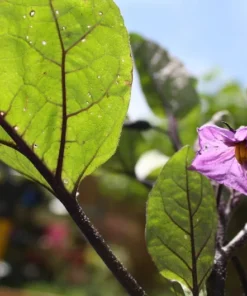 20 Rosita Eggplant Seeds - Heirloom Vegetable - Compact Plants for Garden or Container
