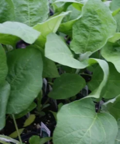 20 Rosita Eggplant Seeds - Heirloom Vegetable - Compact Plants for Garden or Container