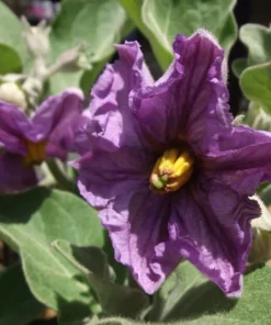 20 Rosita Eggplant Seeds - Heirloom Vegetable - Compact Plants for Garden or Container