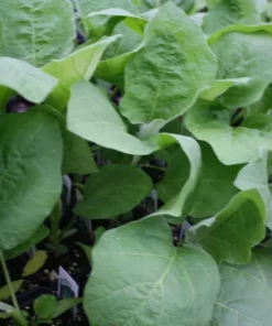 20 Rosita Eggplant Seeds - Heirloom Vegetable - Compact Plants for Garden or Container