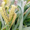 20 Seeds African Finger Millet Dragon's Claw Heirloom Non-GMO