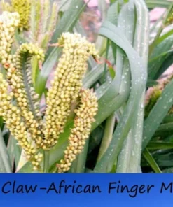 20 Seeds African Finger Millet Dragon's Claw Heirloom Non-GMO