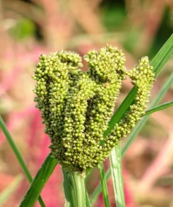 20 Seeds African Finger Millet Dragon's Claw Heirloom Non-GMO