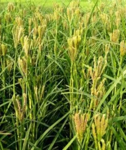 20 Seeds African Finger Millet Dragon's Claw Heirloom Non-GMO