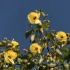20 Seeds Sea Hibiscus Flower Tropical Plant Bright Yellow to Orange Blooms
