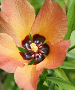 20 Seeds Sea Hibiscus Flower Tropical Plant Bright Yellow to Orange Blooms