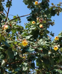 20 Seeds Sea Hibiscus Flower Tropical Plant Bright Yellow to Orange Blooms