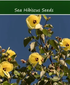 20 Seeds Sea Hibiscus Flower Tropical Plant Bright Yellow to Orange Blooms