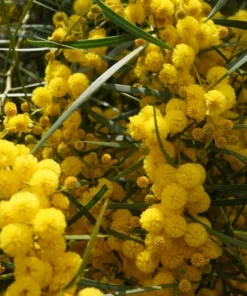 20 Seeds Vachellia Arabic Gum Acacia Nilotica Tropical Tree Seeds