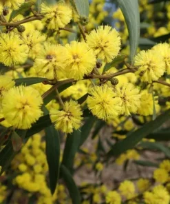 20 Seeds Vachellia Arabic Gum Acacia Nilotica Tropical Tree Seeds