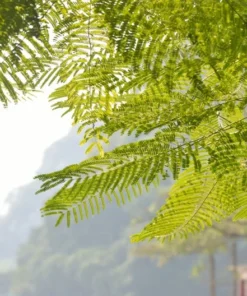 20 Seeds Vachellia Arabic Gum Acacia Nilotica Tropical Tree Seeds