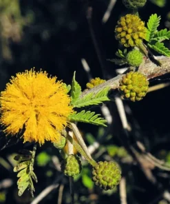 20 Seeds Vachellia Arabic Gum Acacia Nilotica Tropical Tree Seeds