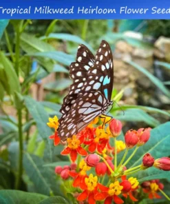 20 Tropical Flower Seeds - Tropical Milkweed - Annual/Perennial - Red and Yellow Blooms