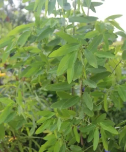 20 Tropical Seeds Dancing Plant Codariocalyx motorius - Unique Container Plant