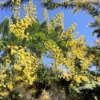 20 Tropical Seeds Sweet Acacia Bonsai Seeds Pack - Acacia Farnesiana - Bright Yellow Blooms