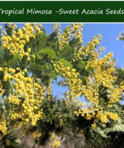 20 Tropical Seeds Sweet Acacia Bonsai Seeds Pack - Acacia Farnesiana - Bright Yellow Blooms