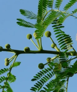 20 Tropical Seeds Sweet Acacia Bonsai Seeds Pack - Acacia Farnesiana - Bright Yellow Blooms