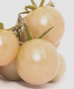 20 White Cherry Tomato Seeds - Heirloom Non-GMO Variety - Sweet Yellow Fruit
