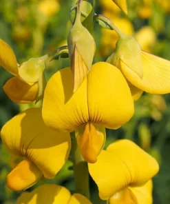 20 Wildflower Seeds - Smooth Rattlebox - Crotalaria pallida - Perennial Herb - Yellow Blooms