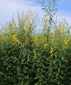 20 Wildflower Seeds - Smooth Rattlebox - Crotalaria pallida - Perennial Herb - Yellow Blooms