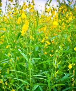 20 Wildflower Seeds - Smooth Rattlebox - Crotalaria pallida - Perennial Herb - Yellow Blooms