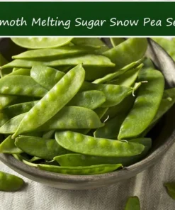200 Heirloom Pea Seeds - Mammoth Melting Sugar Snow Pea - Sweet Flavorful Pods